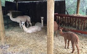 CAL PUIG, ENOTURISMO RURAL entre Viñas y Bosques
