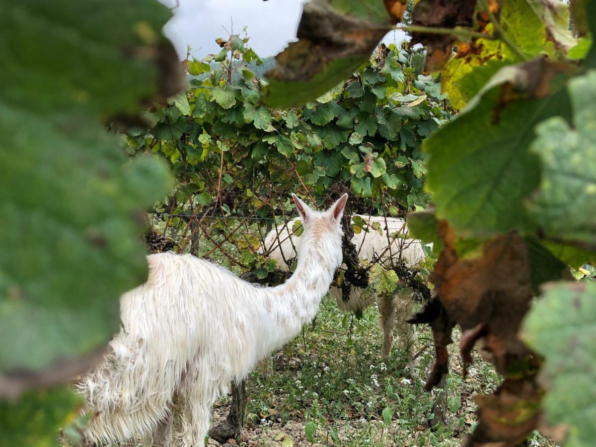 CAL PUIG, ENOTURISMO RURAL entre Viñas y Bosques Juncosa Exterior foto